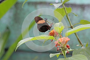 Black and orange butterfly, French Guiana