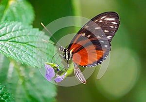 Black orange butterfly, Heliconius hecale. Tiger longwing, Hecale longwing