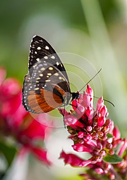 Black orange butterfly, Heliconius hecale. Tiger longwing, Hecale longwing