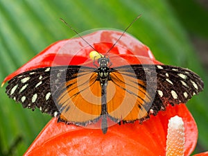 Black and orange butterfly on red orchid