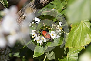 Black and orange butterfly on a white flower