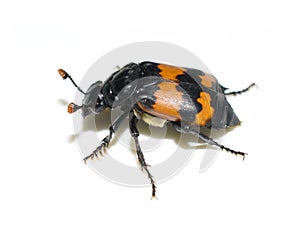 Nicrophorus carrion beetle isolated on white background