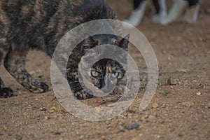 Black and orange cat