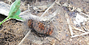 Black and orange furry caterpillar