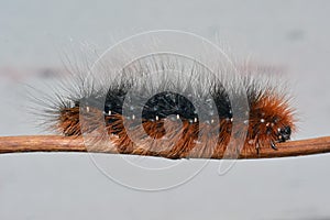 Black and orange hairy caterpillar of the garden tiger moth.