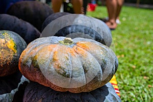 Black and orange pumpkin bunch. Ripe vegetable on market. Ripe squash closeup photo. Autumn season background