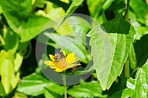 Black and orange wasp-like bee sucking nectar from a yellow daisy-like wildflower in Thailand