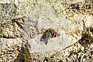 A black, orange, and white butterfly resting on Greece\'s rocky soil photo