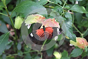 Black Orange & White Butterfly in the Saint Louis Zoo