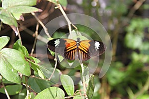 Black Orange & White Butterfly in the Saint Louis Zoo