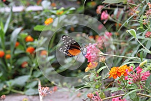 Black Orange & White Butterfly in the Saint Louis Zoo