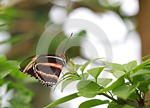 The black with orange and white stripes butterfly sitting on green leave