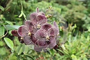 Black orchid