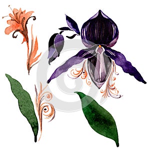 Black orchid floral botanical flowers. Watercolor background illustration set. Isolated orchid illustration element.