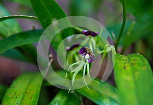 Black Orchid in the forest