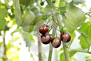 Black organic tomatoes