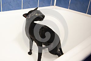 Black oriental cat in bath