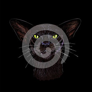 Black oriental cat face with green eyes hand drawn