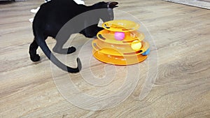 Black oriental cat plays with toy