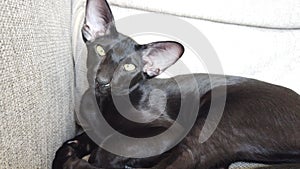 Black oriental cat sleeps on couch