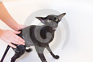 Black oriental cat washing in bath