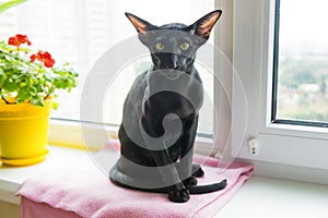 Black oriental cat on window sill