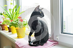 Black oriental cat on window sill