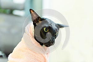 Black oriental cat wrapped in towel