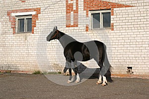 Black Orlov trotter