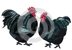 black orpington chicken