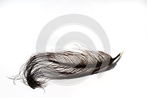 Black ostrich feather isolated on white background