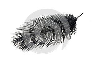 A black ostrich feather on a white isolated background