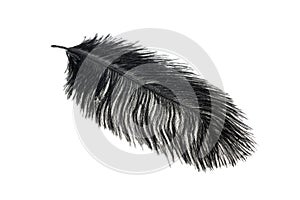 A black ostrich feather on a white isolated background