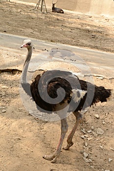 Black ostrich in zoopark