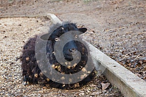 Black Ouessant sheep ewe - one of the smallest breeds of sheep