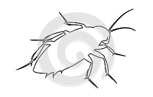 Black outline of cockroach isolated on white background. Illustration. Icon, sign, pictogram, print. Design element