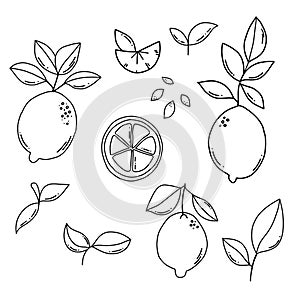 Black outline doodle lemons and leaves set