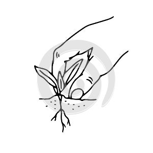 Black outline hand drawing vector illustration of a decorative plant with roots transplanting in a pot isolated on a white