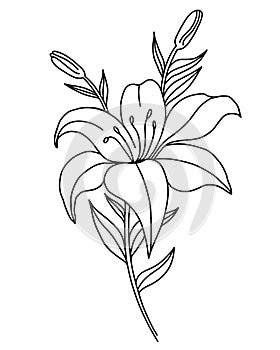 Black outline of lily flowers. Branch with flowers and buds. Vector illustration isolated on white background