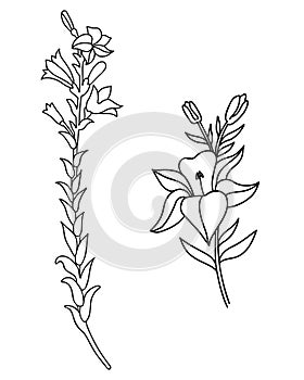 Black outline of lily flowers. Collection large and small Branch with flowers and buds. Vector illustration isolated on