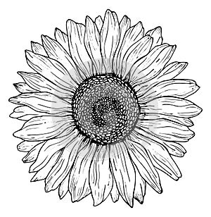 Black outline sunflower line art isolated on white background. Hand drawing botanical vector illustration