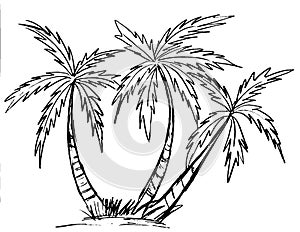 Black outline of three palm trees on a white background photo