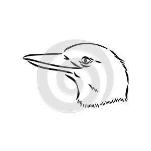 black outlined kookaburra bird-vector drawing, kookaburra vector sketch illustration on white background