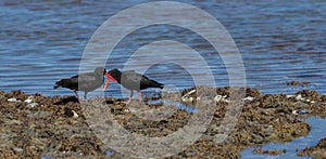 Black oyster-catcher fossicking in rock pools on rock ledge at low tide at Tokomaru Bay