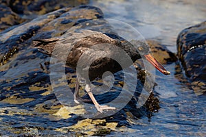 Black Oyster Catcher, walking across rocks on shore. Water from low tide. Carrying shellfish in its beak.