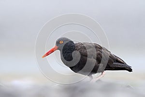 Black Oystercatcher