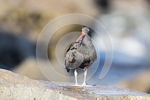 Black Oystercatcher Adult Hunting.