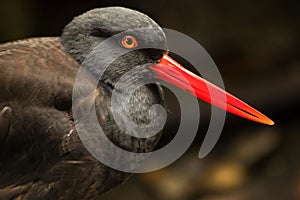 Black Oystercatcher Bird Feathers Bright Red Beak