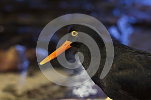 Black oystercatcher bird with orange beak