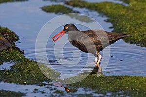 Black Oystercatcher catching a limpet in a California tidal pool photo